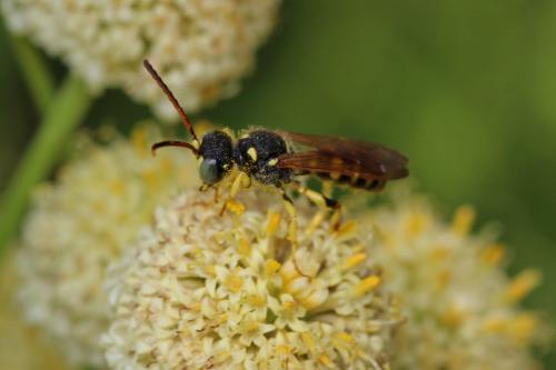 Réf. 192 505 : Cerceris flavilabris